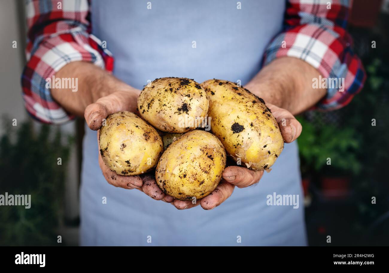 Patate biologiche in mani di coltivatore. Agricoltura vegetale. Foto Stock