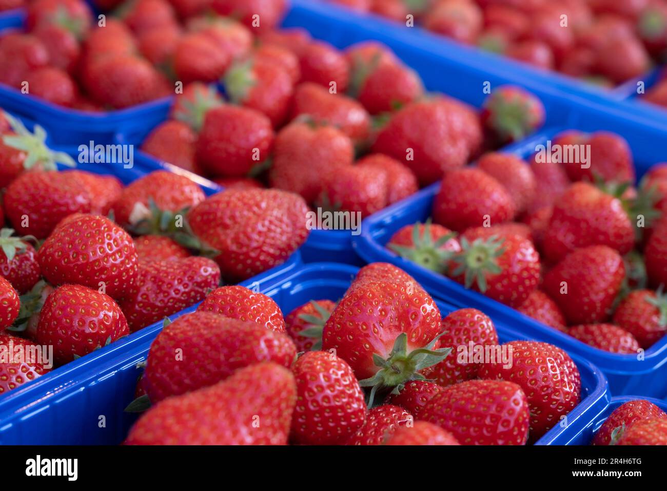 Deliziose fragole rosse succose in contenitori di plastica blu nel negozio di un fruttivendolo. Concentratevi sulla fragola di fronte Foto Stock