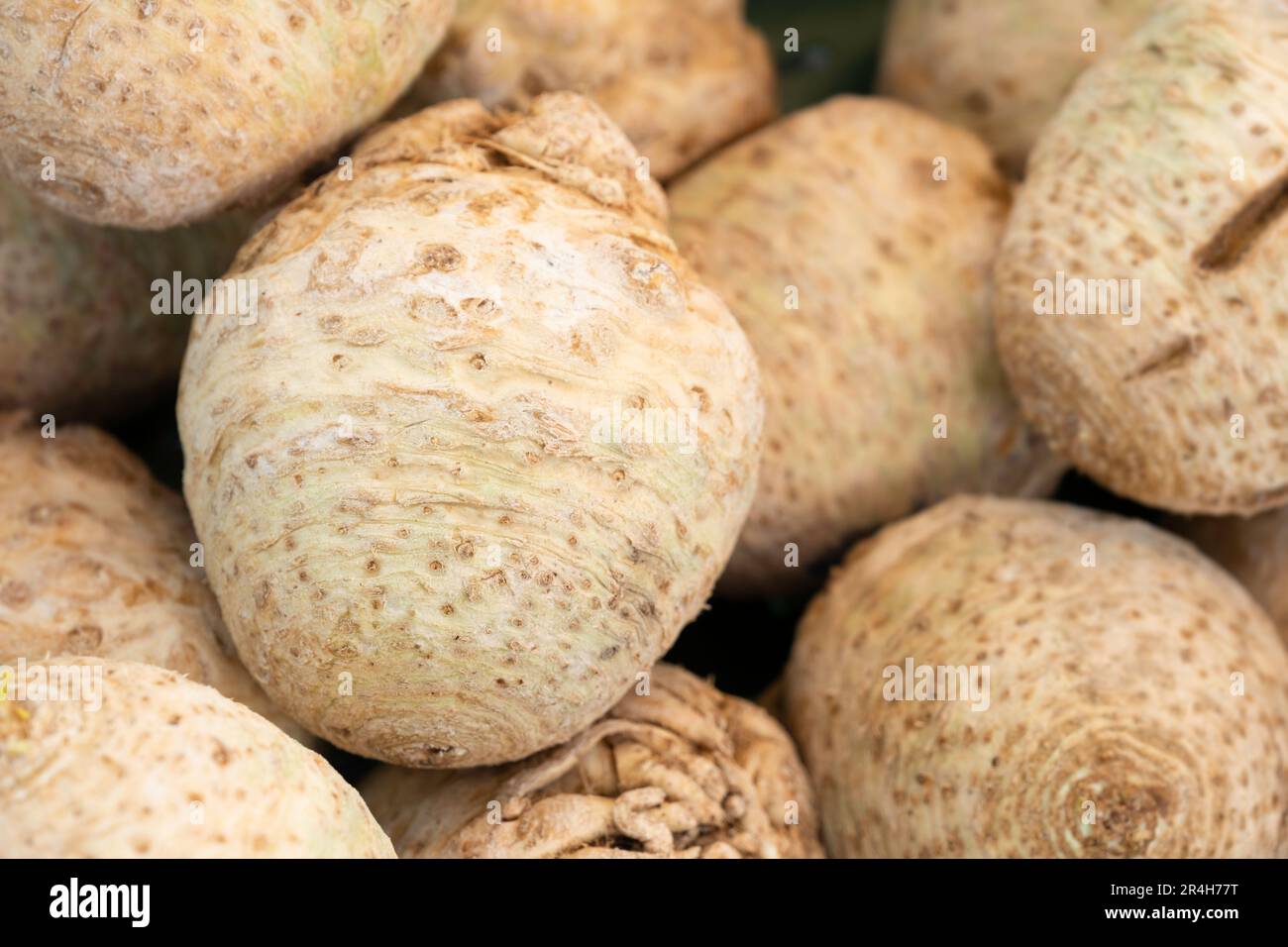 Sedano (Apium graveolens), chiamato anche radice di sedano, sedano manopola, e sedano rapa-radicato visualizzato su una stalla di mercato. Profondità di campo ridotta Foto Stock