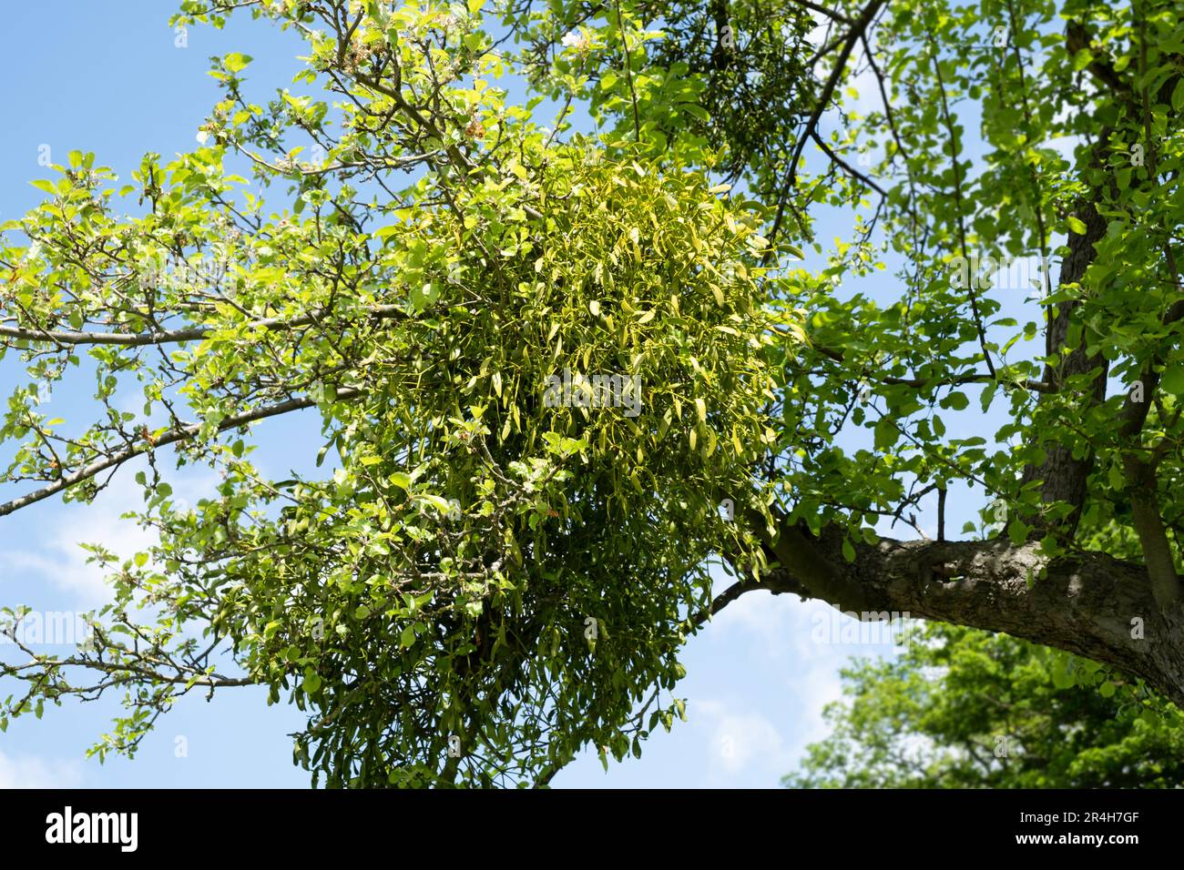 Viscum album o mistletoe crescere su un albero. Mistretoe è un emiparassita su diverse specie di alberi, da cui attinge acqua e sostanze nutritive Foto Stock