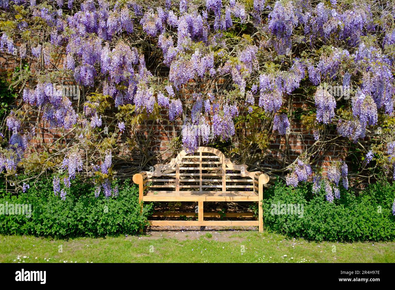 Glicine in primavera, Goodnestone Park, Kent, Regno Unito Foto Stock