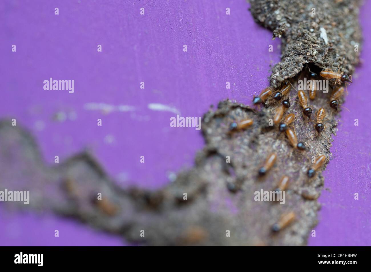 Vista ravvicinata del nido termite. Tema di controllo di peste Foto Stock
