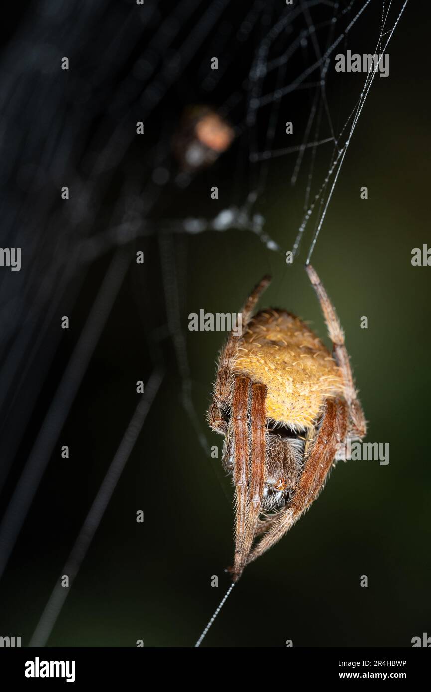 Nascondere il ragno di colore giallo sulla vista ravvicinata dello sfondo macinato Foto Stock
