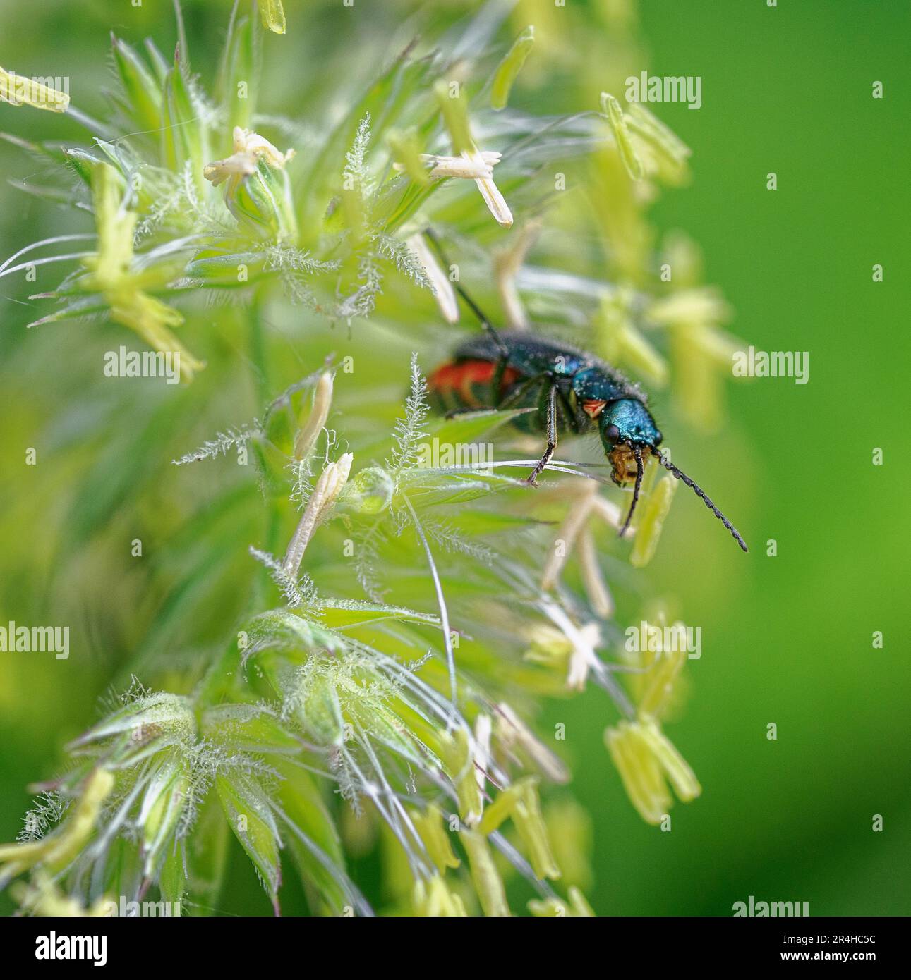 Wasp Chrysis a coda di rubino ignita una specie di Wasp a cucù a riposo su un glume d'erba sui livelli del Somerset UK Foto Stock