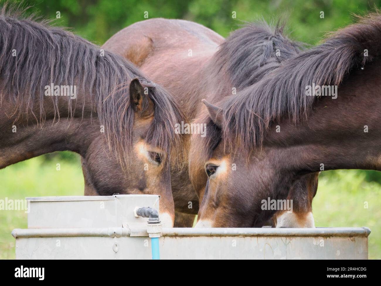Tre pony gallesi che bevono in una vasca d'acqua a Ewyas Harold Common nell'Herefordshire, Regno Unito Foto Stock