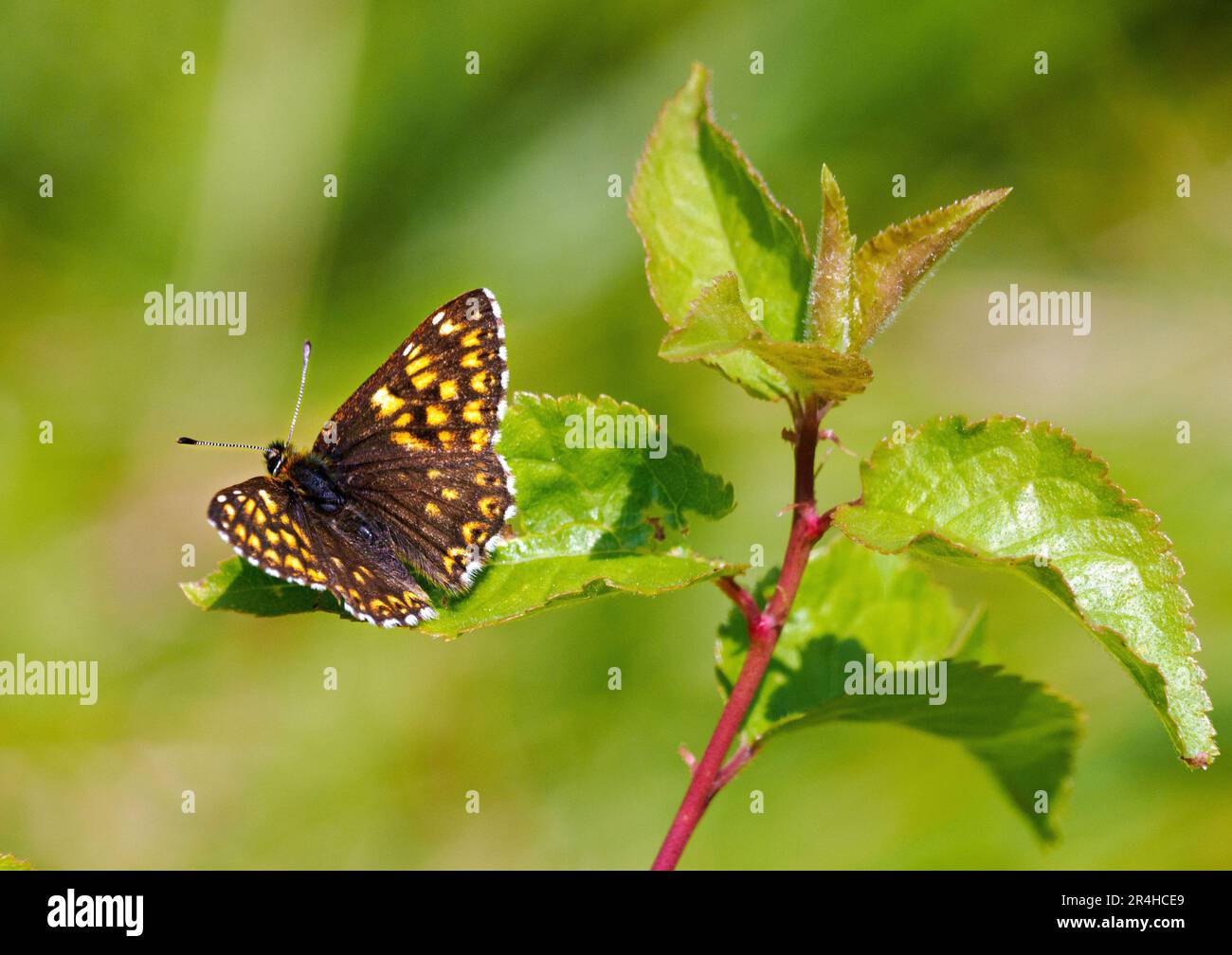 Maschio Duca di Borgogna farfalla Hamearis lucina a Rodborough Common vicino Stroud nelle colline Cotswold UK Foto Stock