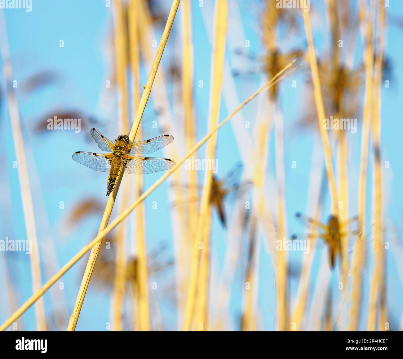 Quattro spotted Chaser dragonfly Roost Libellula quadrimaculata in canne sui livelli Somerset UK Foto Stock