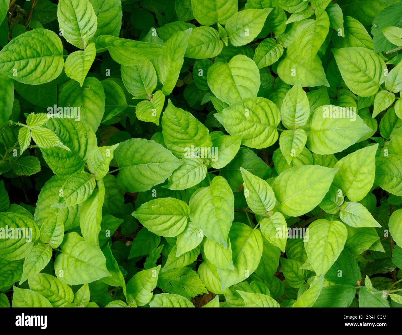 Le foglie giovani di Enchanter's Nightshade Circaea lutetiana coprono una zona di terreno boschivo all'inizio della primavera - Somerset UK Foto Stock