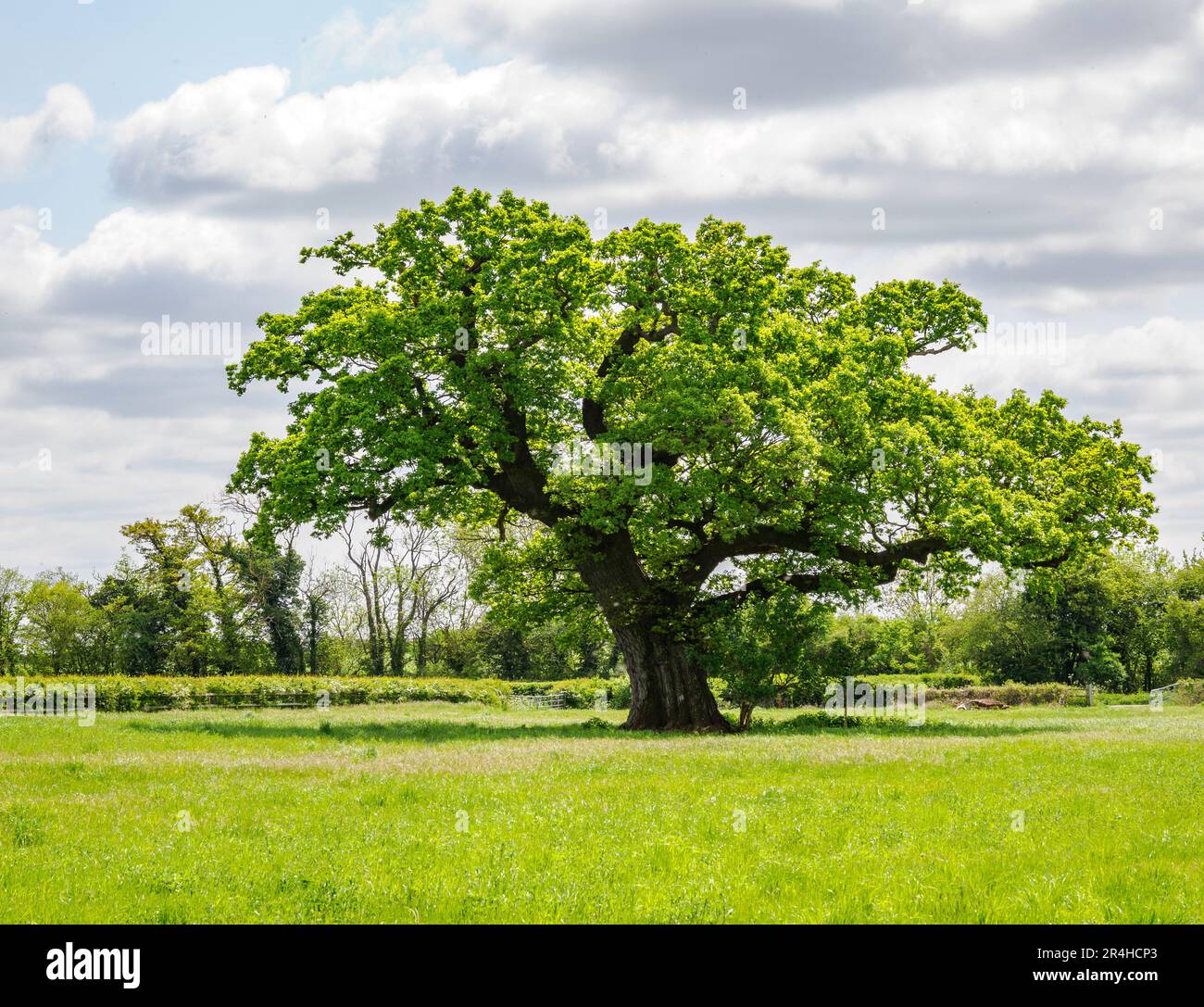 Quercia inglese matura Quercus robur in un campo aperto vicino al Tamigi nel Wiltshire Regno Unito Foto Stock