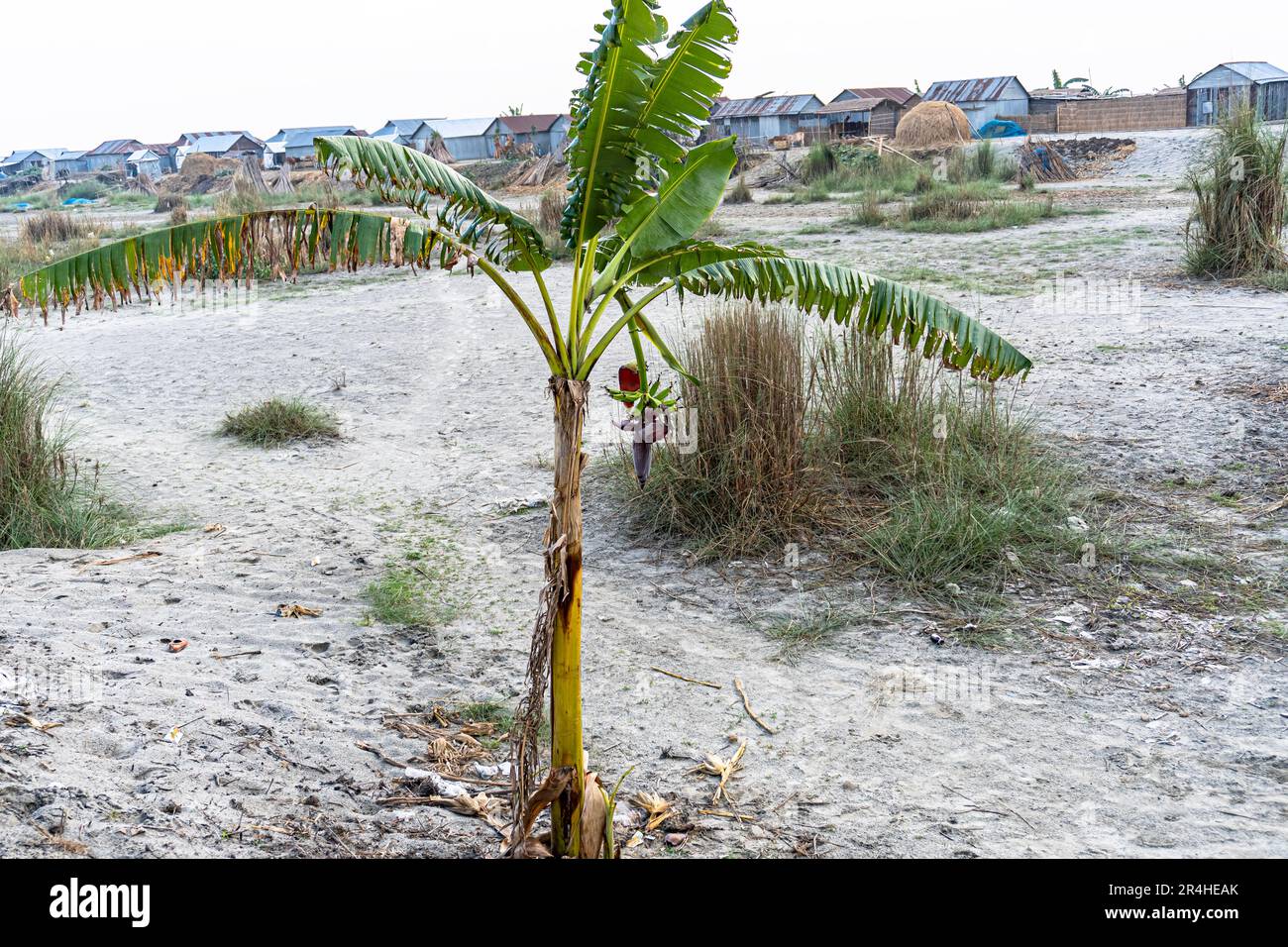 Banana albero con mazzo di banane mature in crescita con povero villaggio isola, piantagione Foto Stock