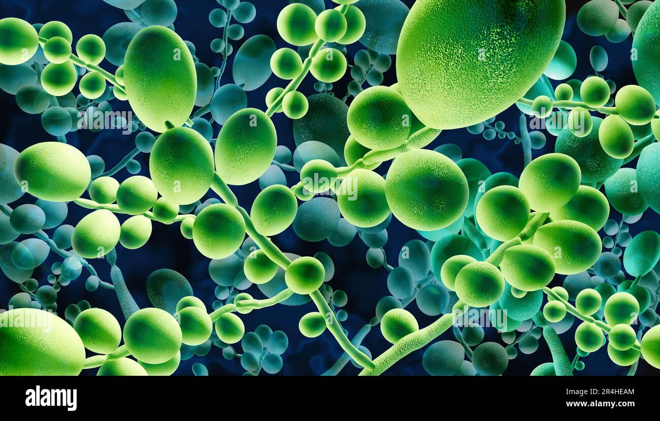 Concetto di infezione micotica mortale come minaccia microbica e mucormicosi vita fungus minaccioso come Candida auris funghi diffusione come una salute di Mycology thr Foto Stock