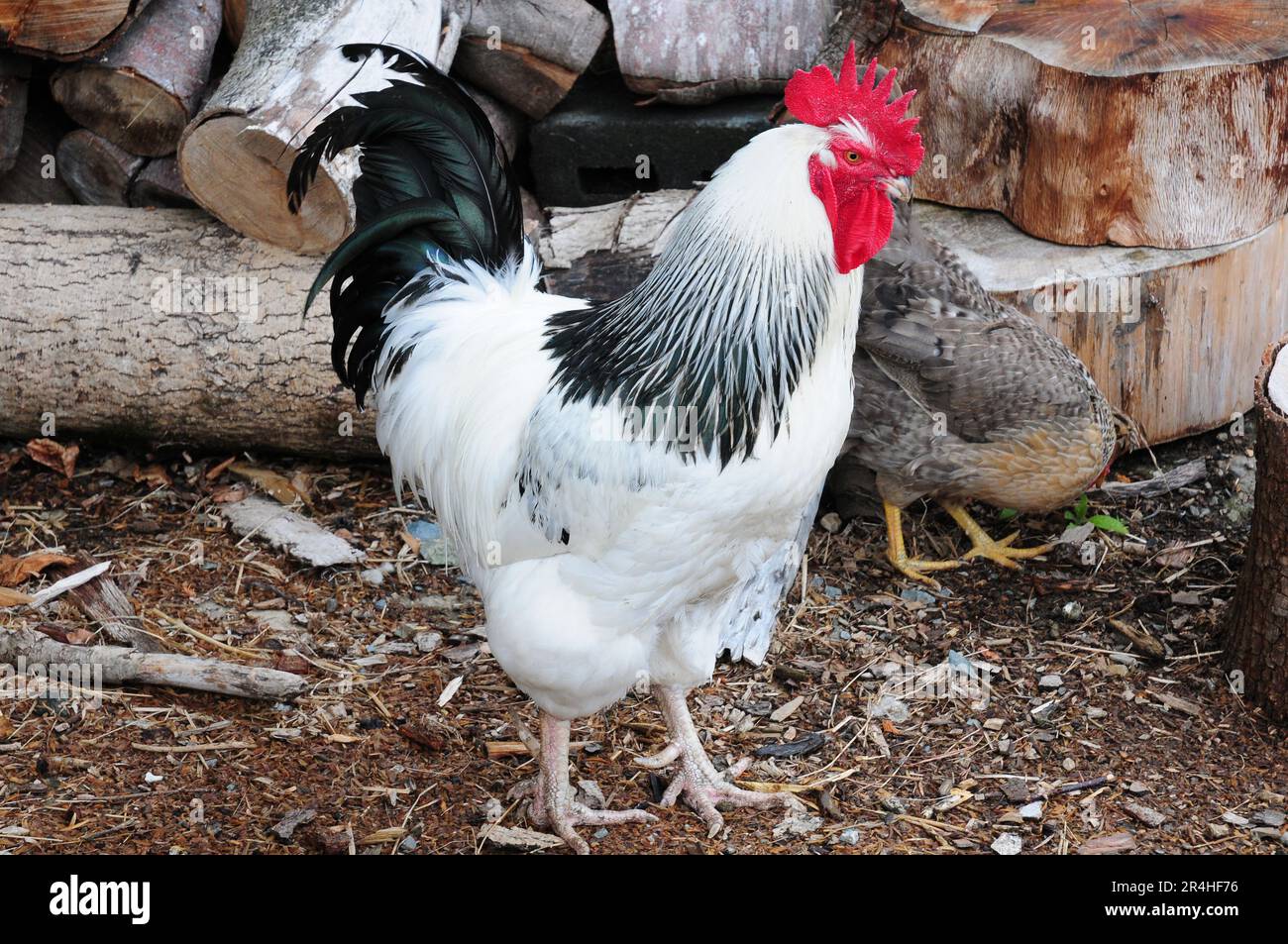 Scarpata leggera Sussex. Foto Stock