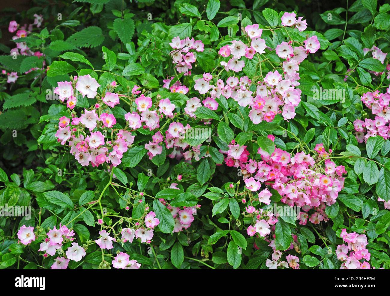 Rosa "ballerina" Foto Stock