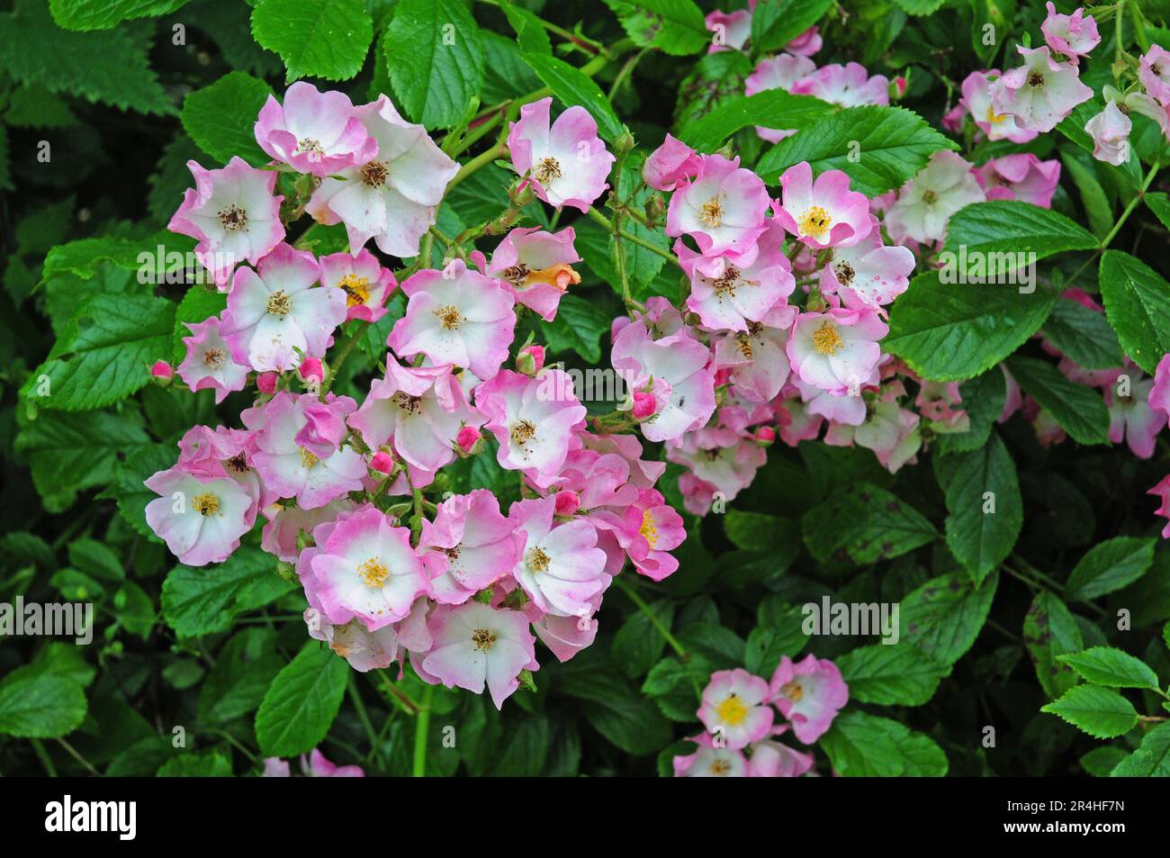Rosa 'Ballerinaa' Hoverflies. Impollinazione. Foto Stock
