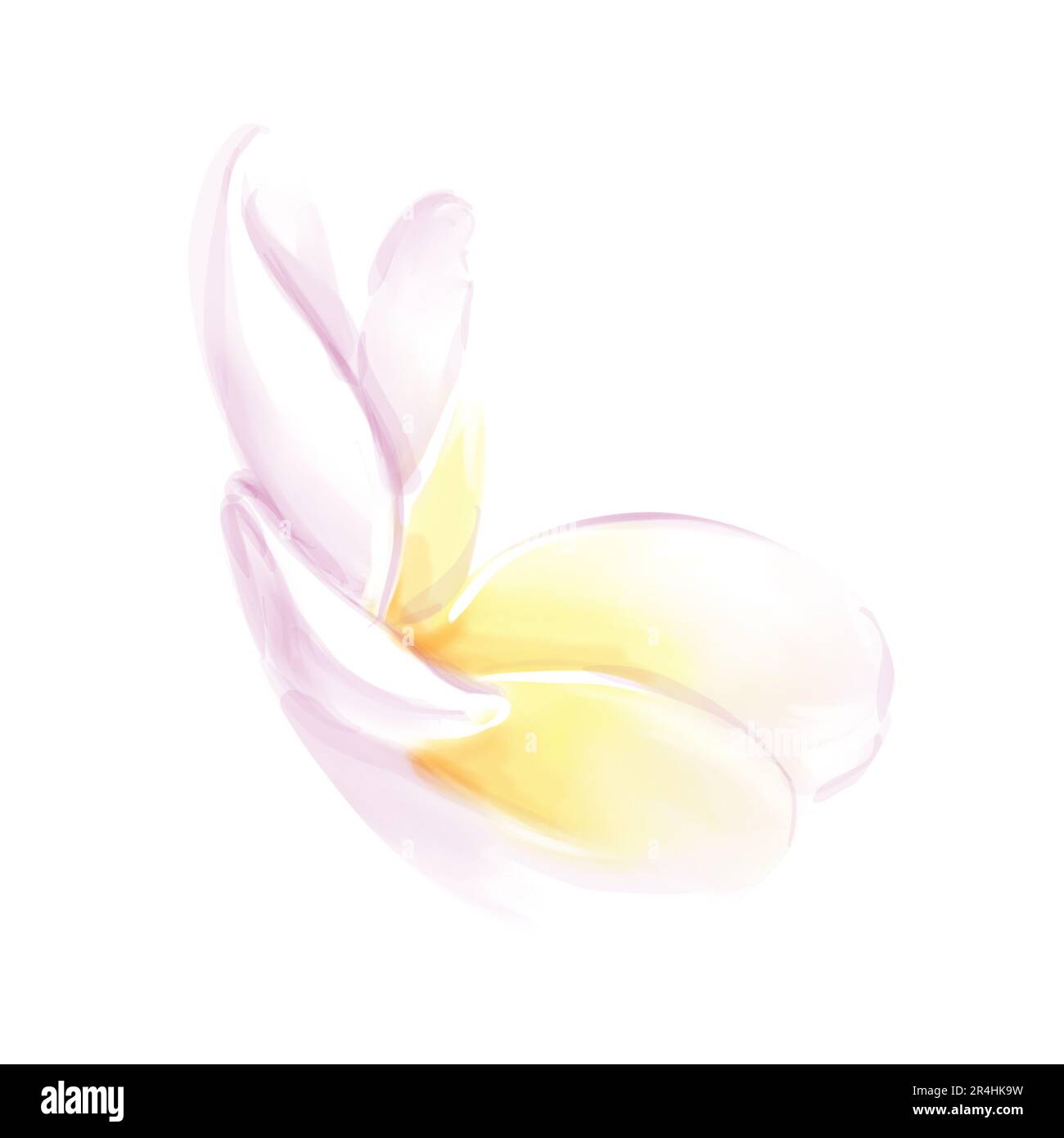 Acquerello disegnato a mano. Fiore di Plumeria. frangipani fiore. Illustrazione isolata su sfondo bianco Foto Stock