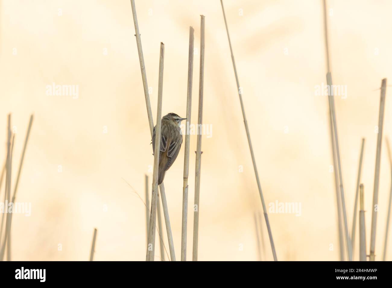Una parula di siepi che guarda il tramonto Foto Stock