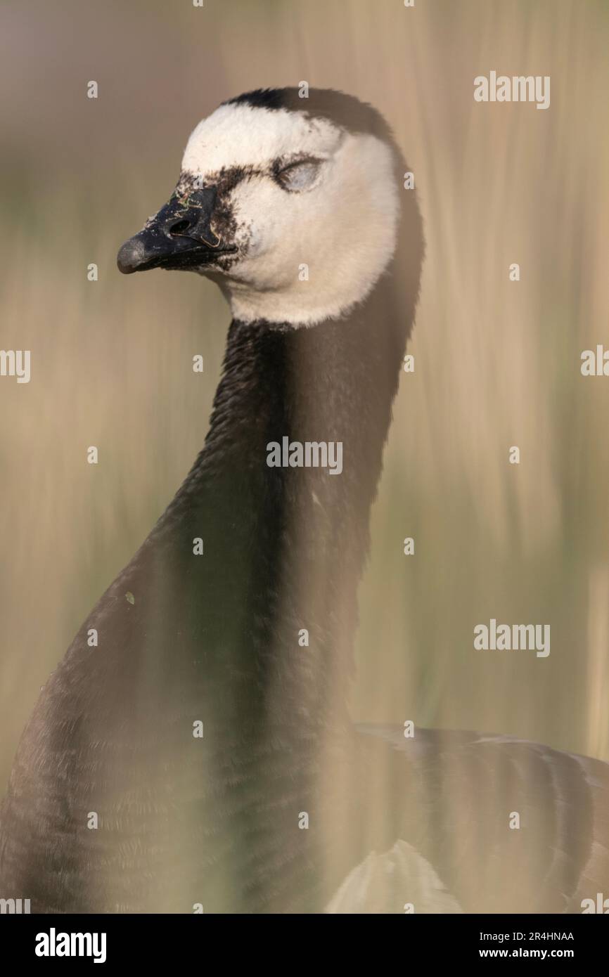 Un primo piano di un barnacle Goose Foto Stock