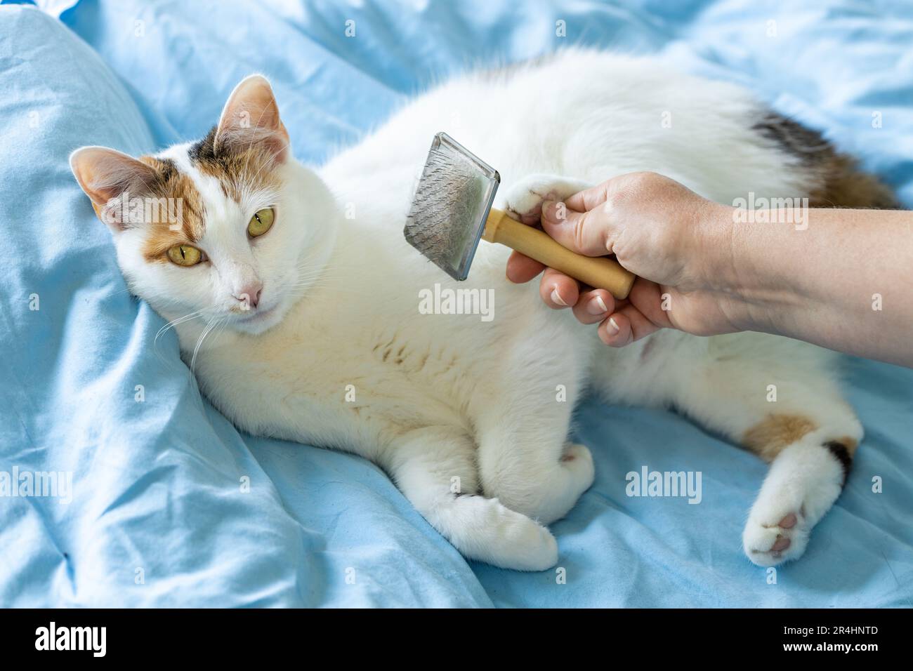 Pettinare pelliccia di gatto, felice gatto tricolore che ama essere preso  cura di, animale domestico pettinato su una trapunta blu Foto stock - Alamy