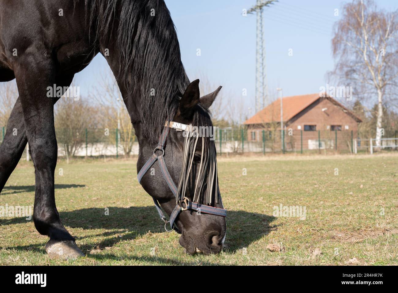 Primo piano di un cavallo con protezione per la mosca sul viso mentre pascolava nel prato in primavera Foto Stock