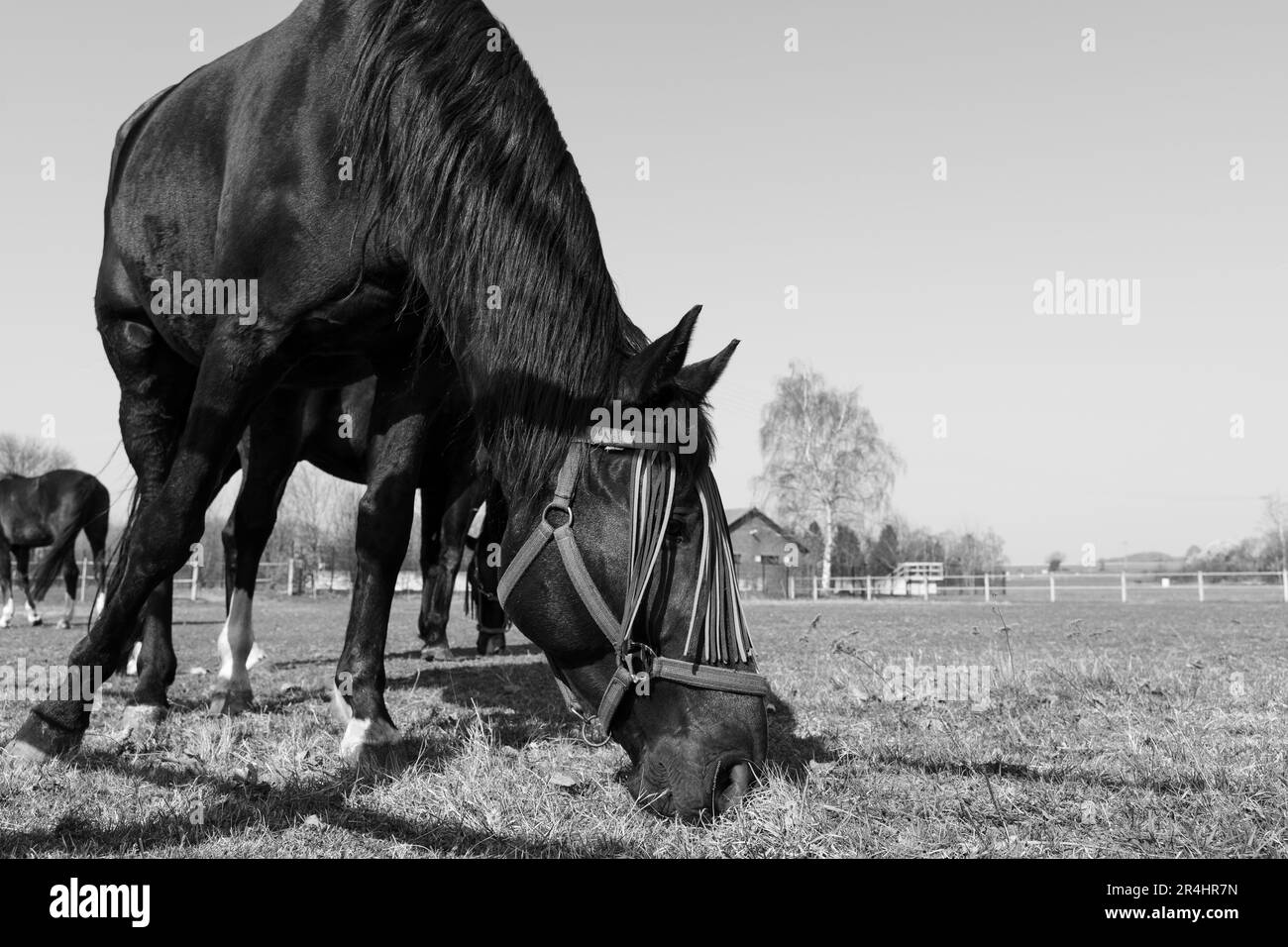Cavallo con protezione da mosca sul viso mentre pascolava nel prato in una giornata di sole in bianco e nero Foto Stock