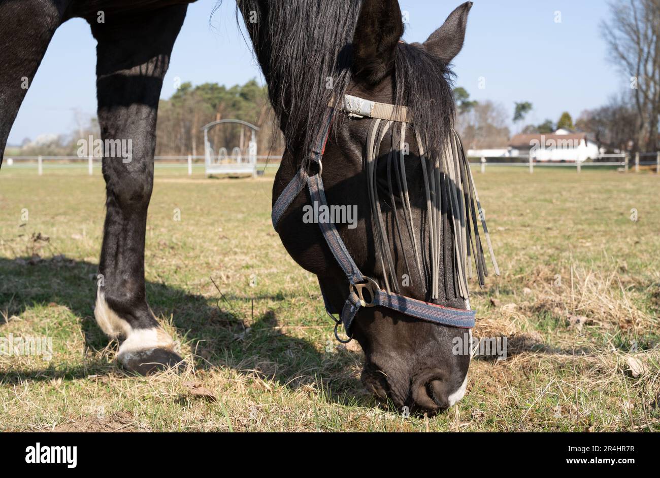 Primo piano di un cavallo con protezione per la mosca sul viso mentre pascolava nel prato in primavera Foto Stock
