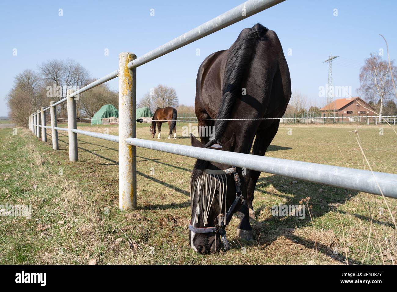 Cavallo marrone con protezione della mosca sul viso che pascolava presso la recinzione del prato Foto Stock