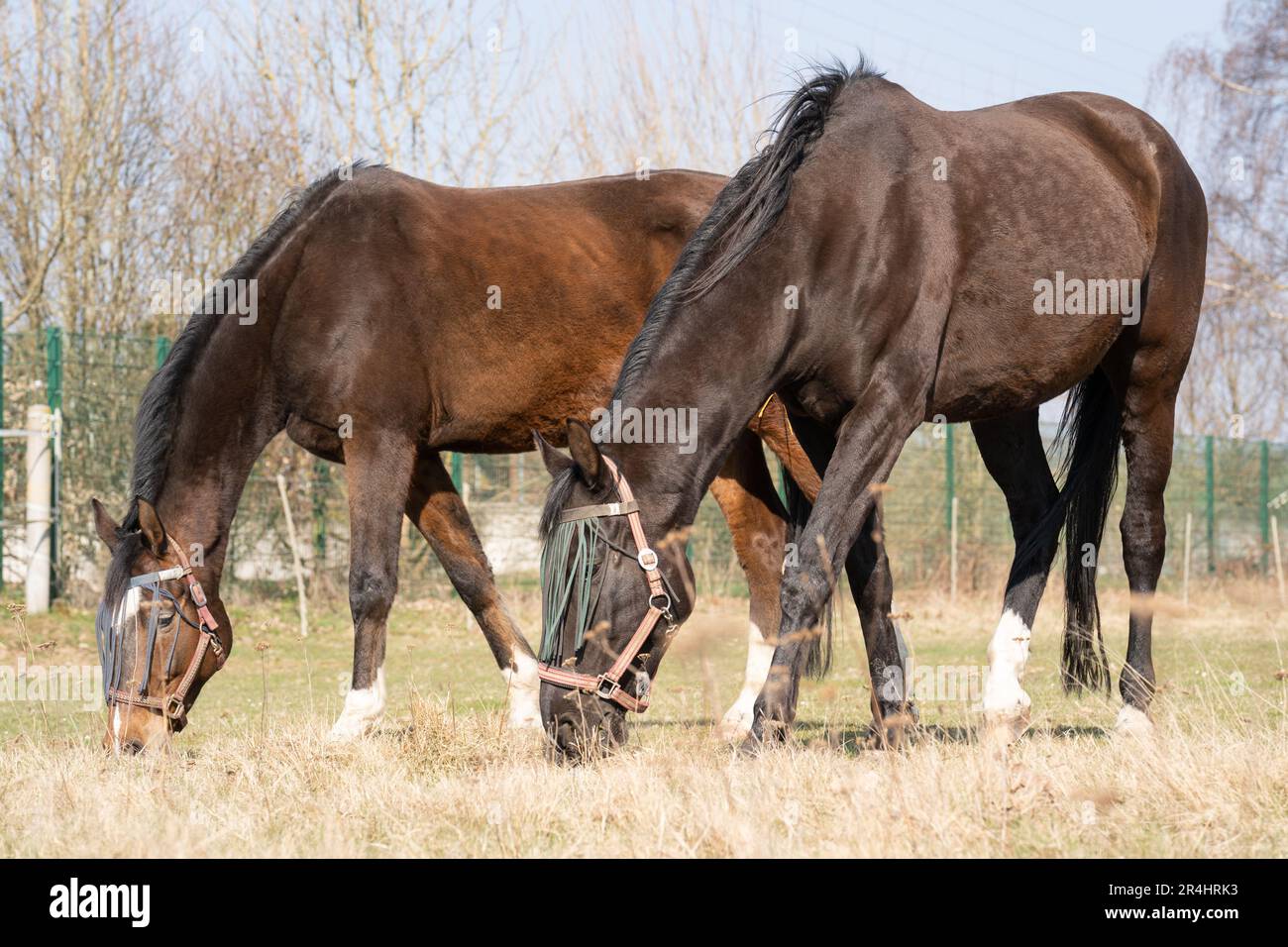Due cavalli marroni con protezione dalla mosca sul viso che pascolano nel prato in primavera Foto Stock