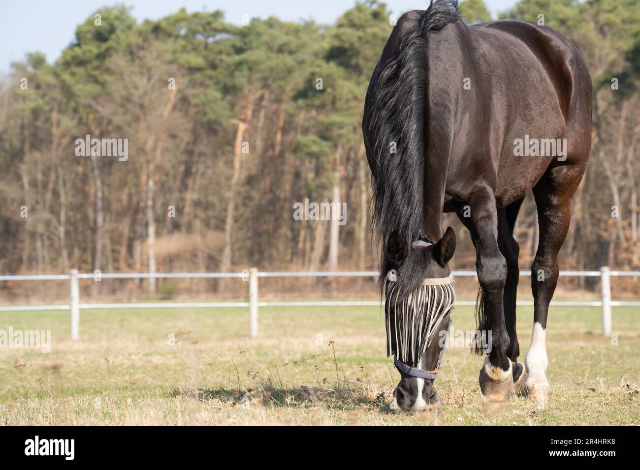 Cavallo marrone con protezione dalla mosca sul viso mentre pascolava nel prato in primavera Foto Stock
