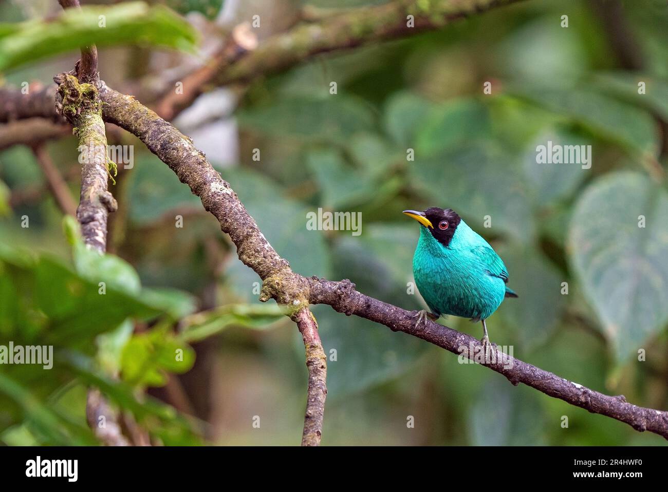 Maschio verde honeyresuperriduttore (Chlorophanes spiza), Mindo Cloud Forest, Ecuador. Foto Stock