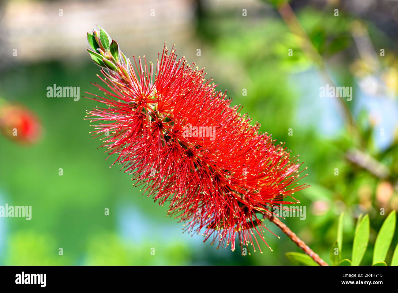 Macro del fiore dell'albero Callistemon citrinus o ginestra rossa Foto Stock