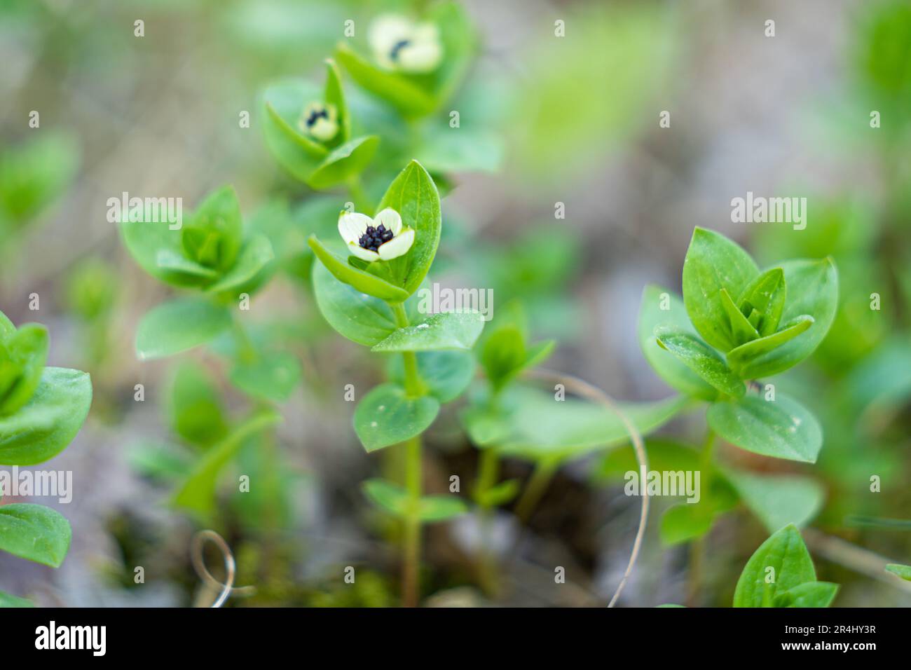 Cornel svedese fiorito o Bunchberry (Cornus suecica). Foto Stock