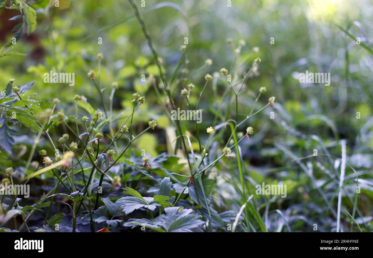 Fiore campo verde - erba foresta sul prato in raggi solari Foto Stock