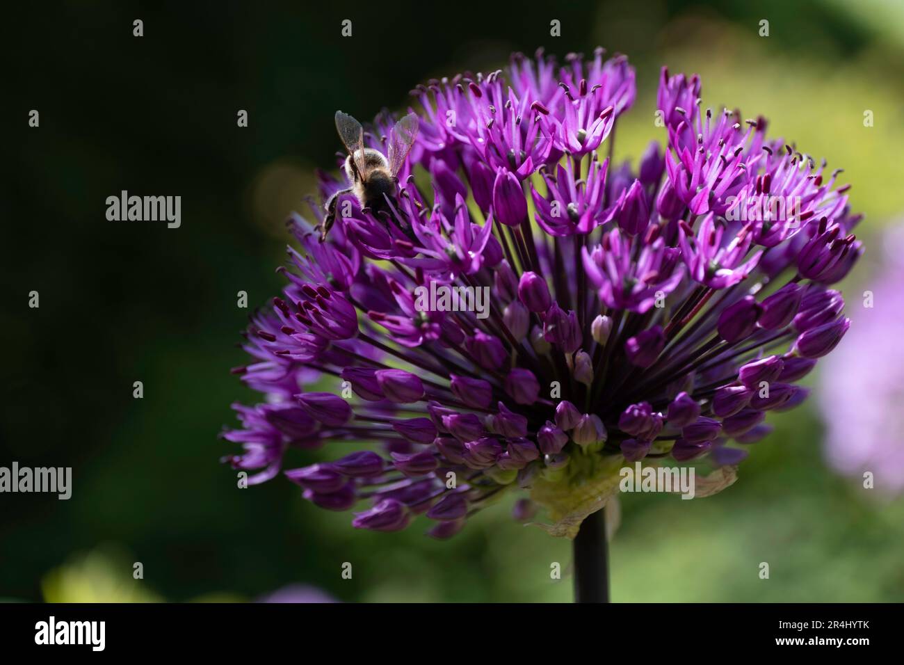 Bee siede su un fiore viola allio ricco di nettare. Allium non solo sembra grande nel giardino, la pianta è anche buono per gli insetti. Fuoco sull'ape Foto Stock