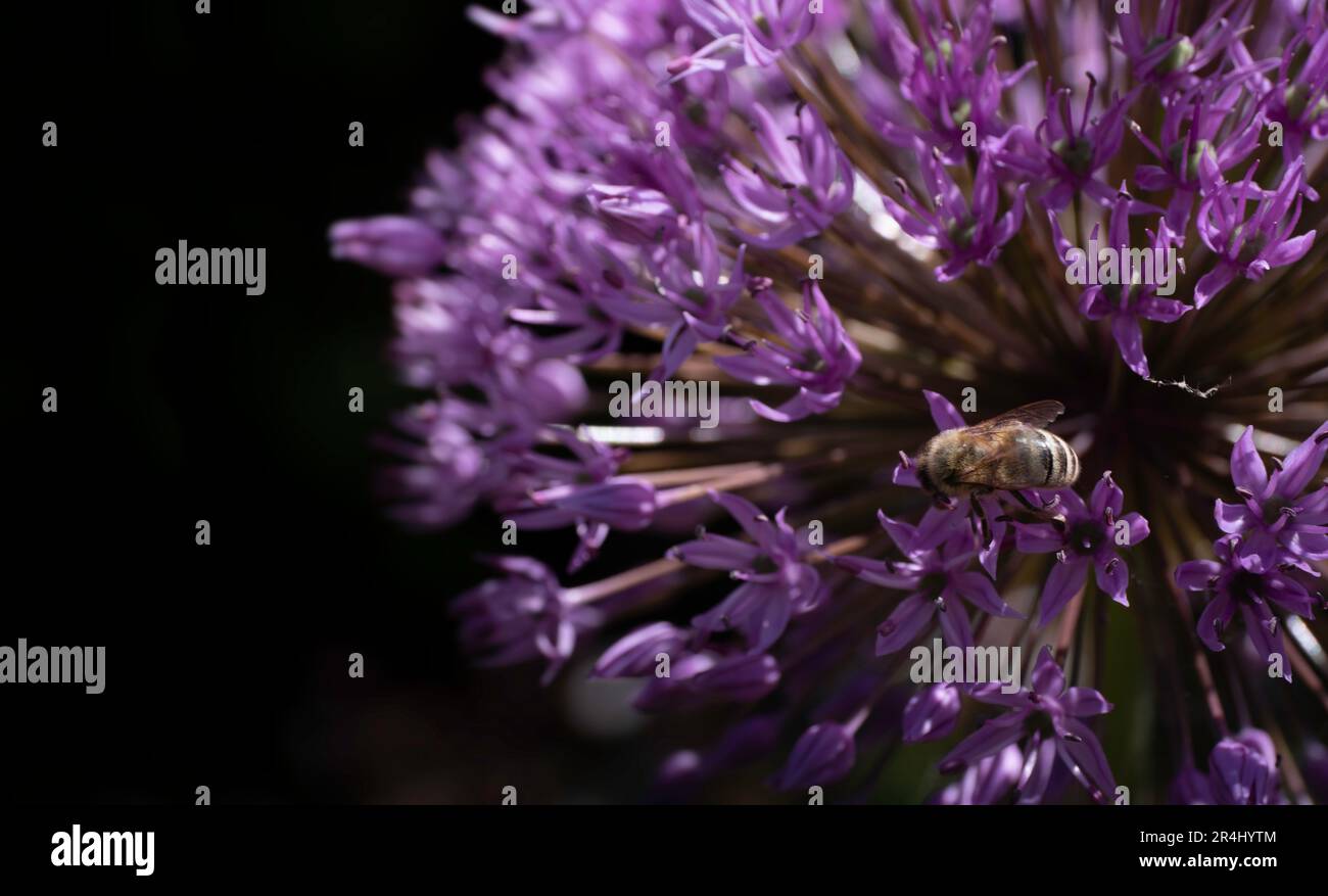 Bee siede su un fiore viola allio ricco di nettare. Allium non solo sembra grande nel giardino, la pianta è anche buono per gli insetti. Fuoco sull'ape Foto Stock