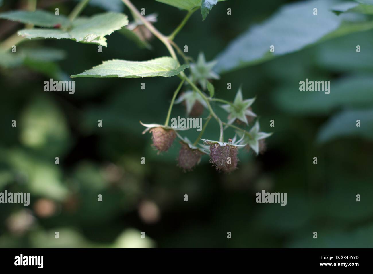 Bacche verdi di lampone non mature su un ramoscello in giardino Foto Stock