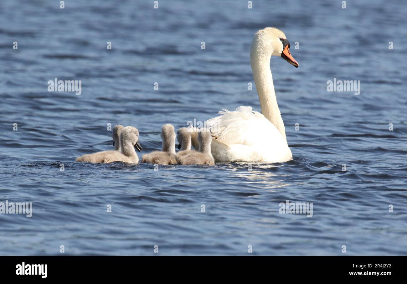 Madre muto Swing cigno con cinque cognets su un lago blu in primavera Foto Stock