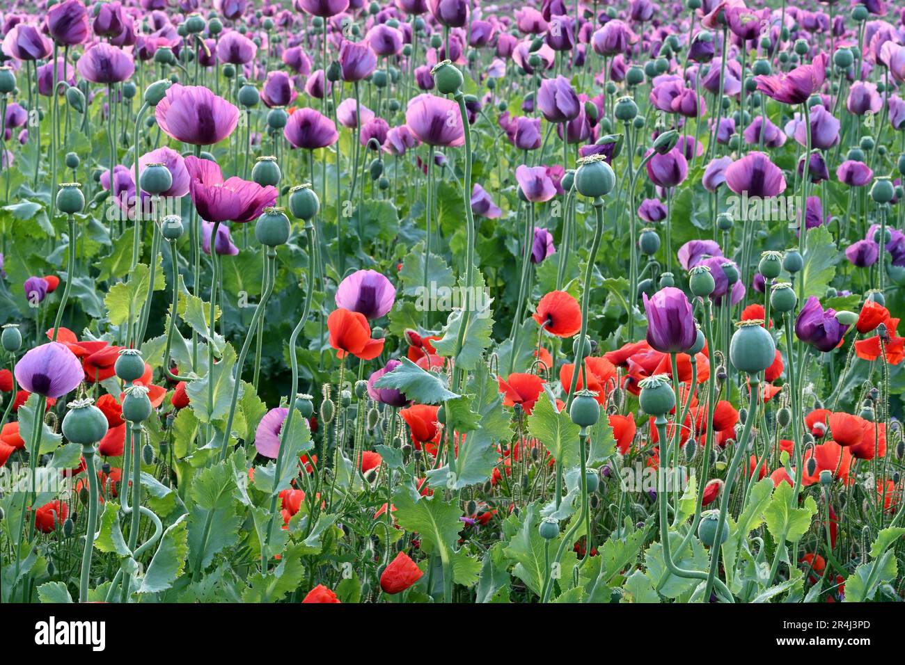 Vivace campo di papavero viola e rosso in piena fioritura in Slovacchia Foto Stock