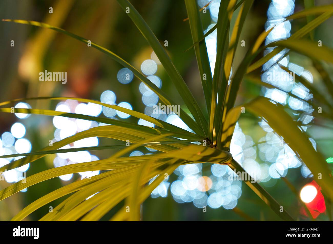 Primo piano di una foglia di palma con uno sfondo notturno sfocato, che cattura gli intricati dettagli della natura sullo sfondo dell'oscurità. Foto Stock