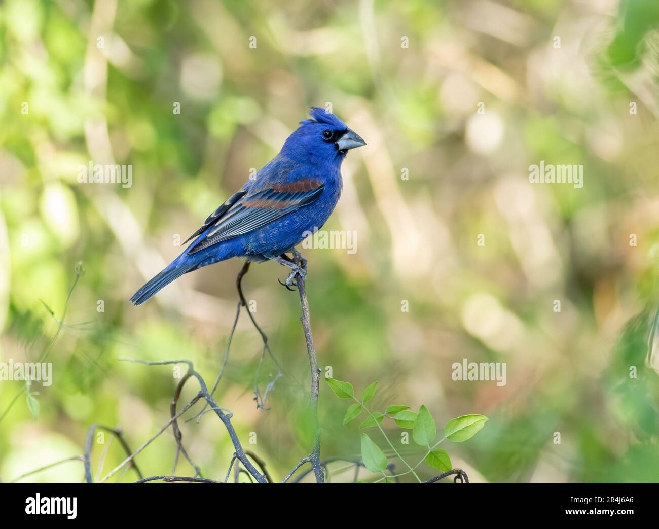 Un maschio blu grossbeak su un ramo Foto Stock