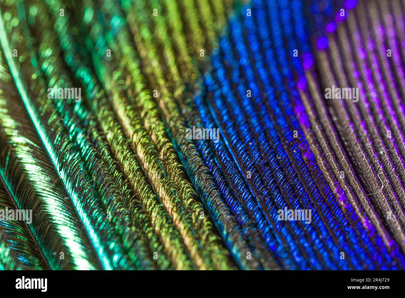 Primo piano estremo della piuma di un pavone con bei colori come sfondo. Foto Stock