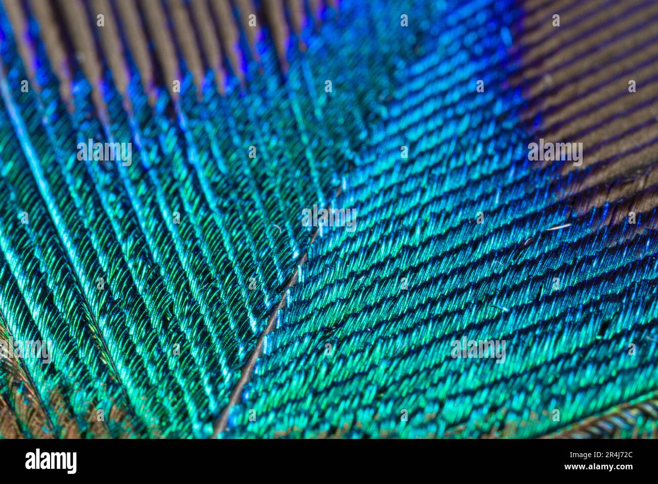 Primo piano estremo della piuma di un pavone con bei colori come sfondo. Foto Stock