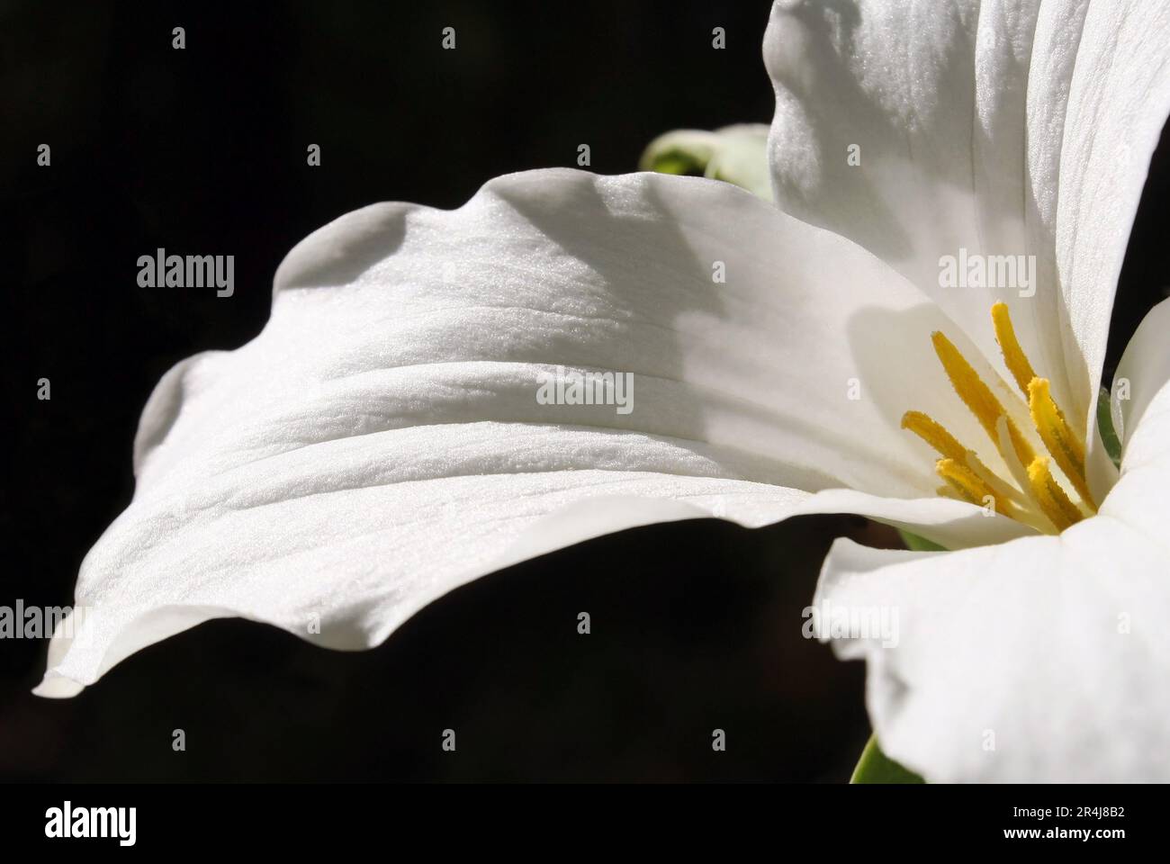 Primo piano del fiore di Trillio Bianco. Conosciuto anche come il giglio bianco e il Wake-Robin Foto Stock