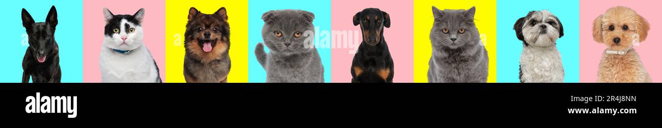 collage orizzontale di foto con diversi tipi di cani e gatti di fronte a sfondo blu, rosa e giallo Foto Stock