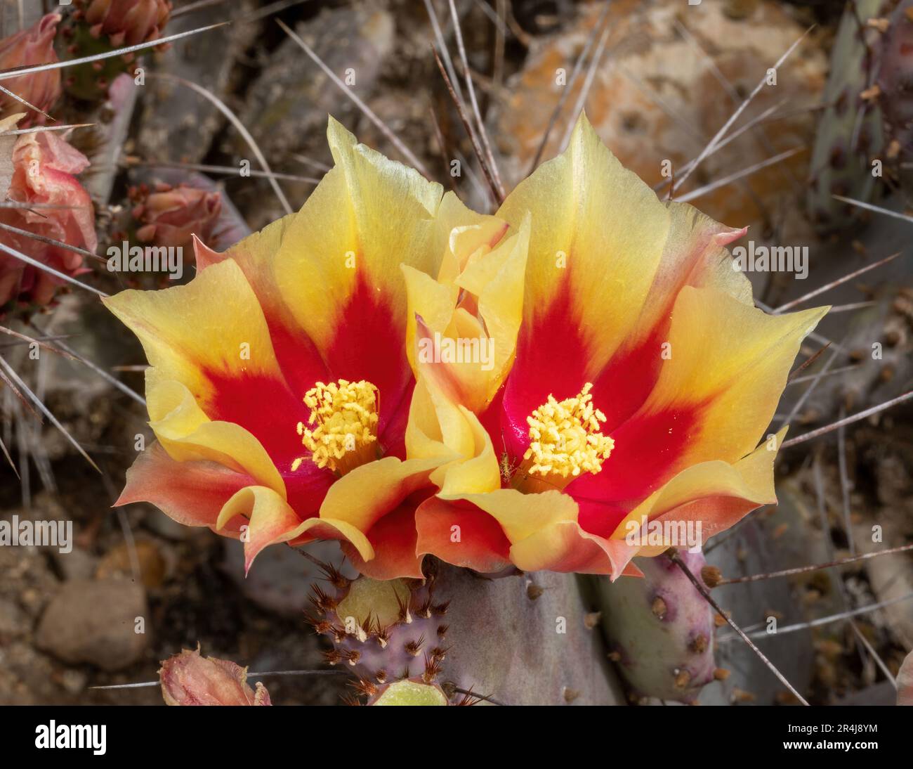 Prickly Pear in fiore. Arizona Cactus Garden a Palo Alto, California. Foto Stock
