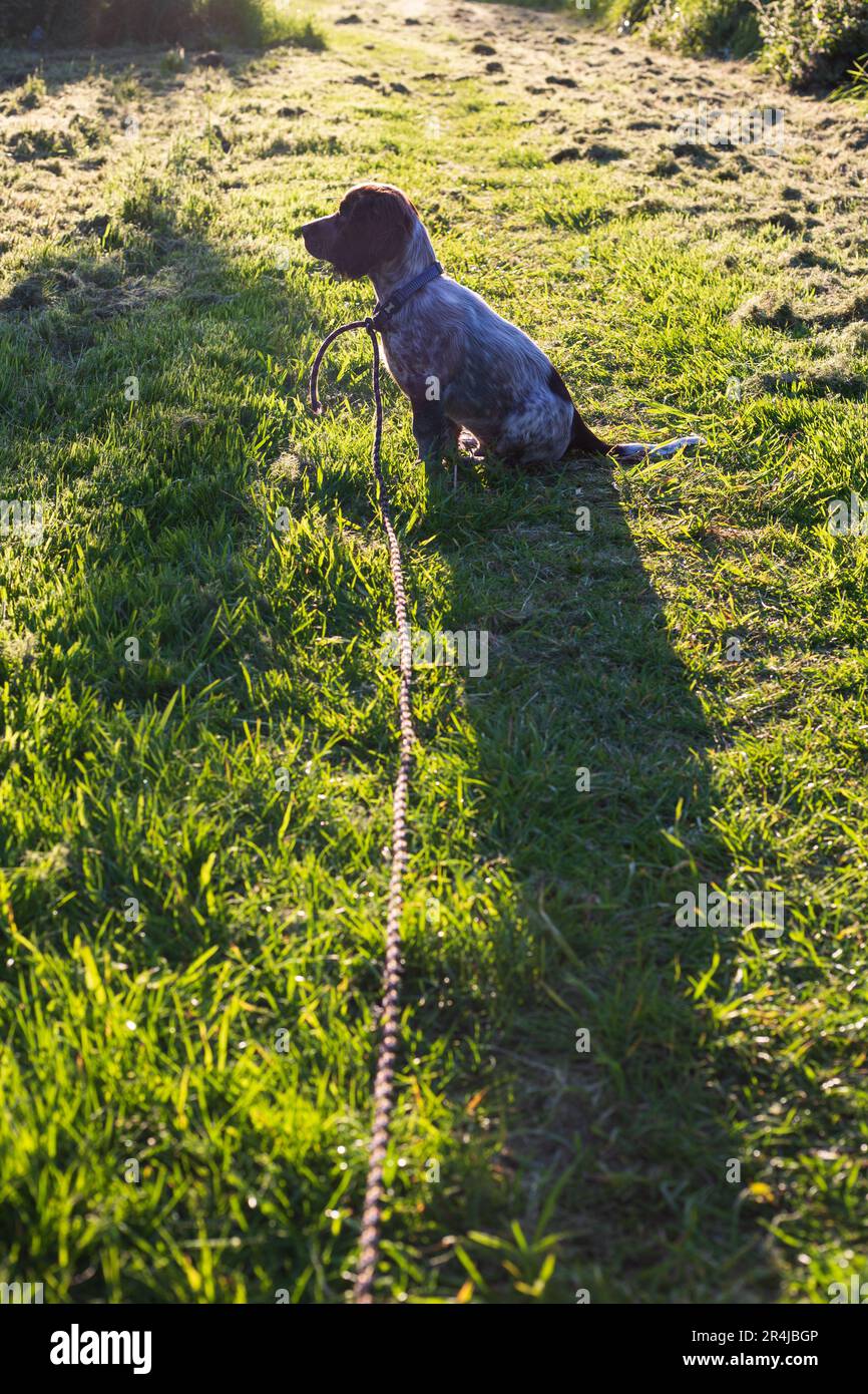 Un giovane cucciolo di cioccolato roan cocker spaniel all'alba in un campo in Scozia. Foto Stock