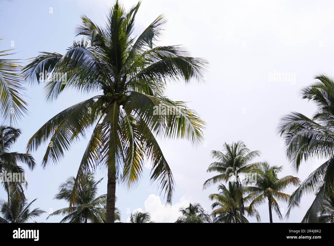 Palm Trees a Miami Beach iconico scenario nel sud degli Stati Uniti Foto Stock