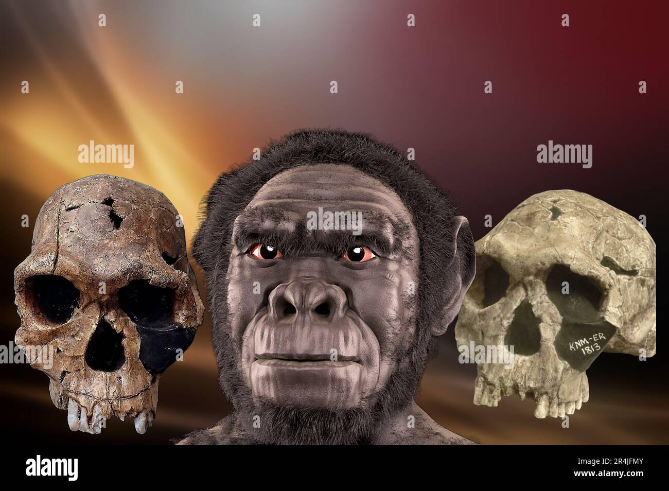 L'Homo habilis è una specie estinta di ominidi appartenente al genere Homo.ha vissuto tra 2,4 e 1,44 milioni di anni fa nell'Afri orientale e meridionale Foto Stock