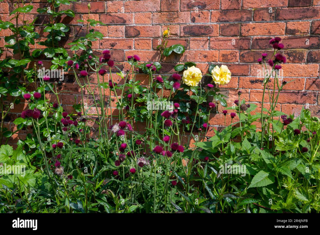 Cirsium Rivulare fiorendo contro un muro di mattoni a RHS Bridgewater, Worsley Greater Manchester, Inghilterra. Foto Stock