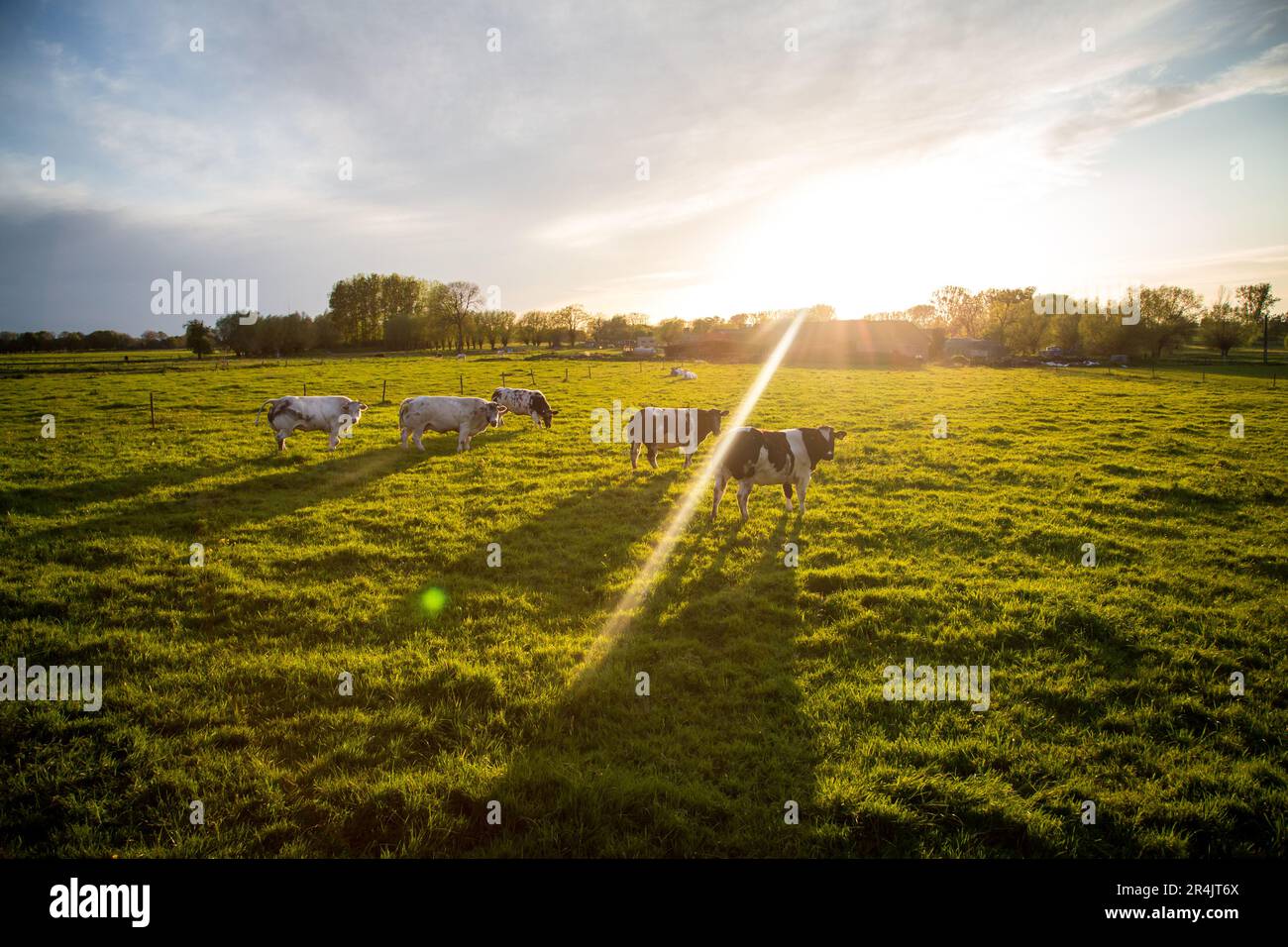 Una mandria di bovini belgi blu nelle Fiandre orientali in un idilliaco giorno primaverile Foto Stock