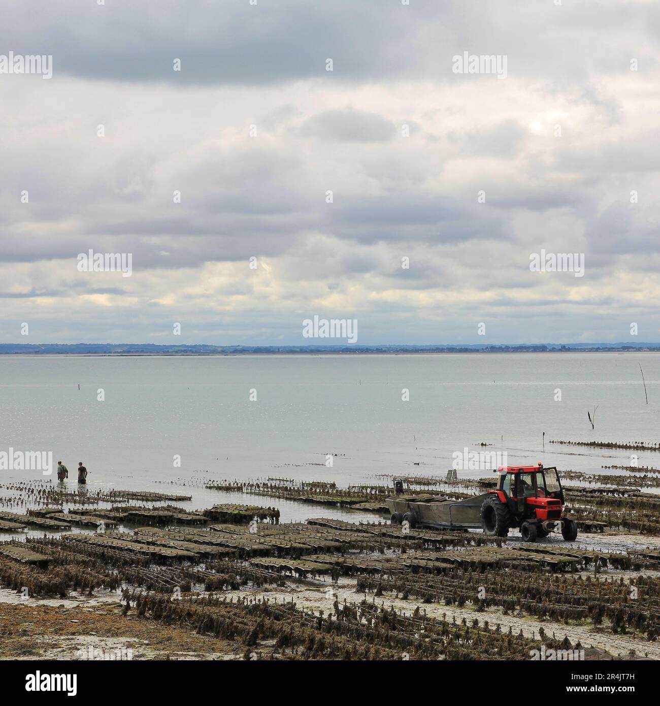 Allevamento di ostriche a Cancale, Francia. Foto Stock